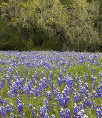 Los Olivos - Lupine & Spanish Moss