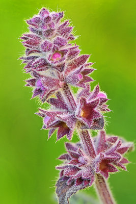 Pacific Valley - Magenta Flower Stalk