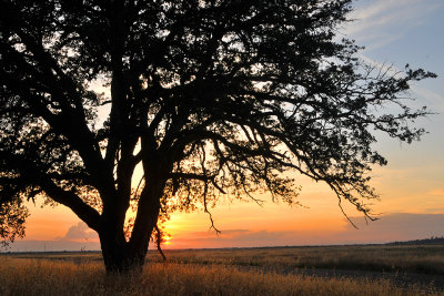 Bidwell Park Oak At Sunset