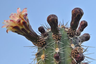 Cactus Blossom