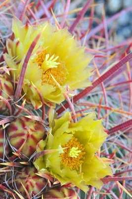 Fishhook Barrel Cactus - Yellow Blossoms