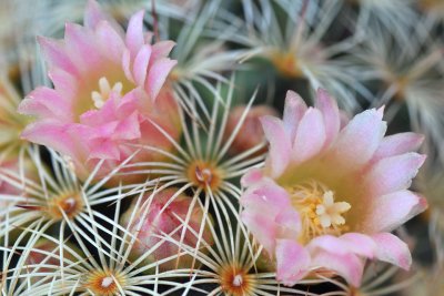 Mammillaria - Pink Blossoms 2