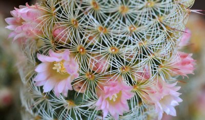 Mammillaria - Pink Blossoms