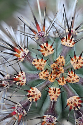 Cactus Needles Detail