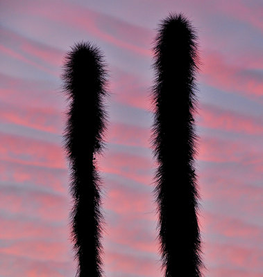 Cactus Sunset