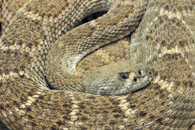 Rattlesnake