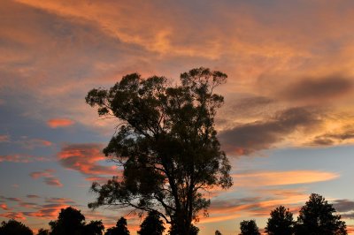 Cottonwood  Sunset Sky