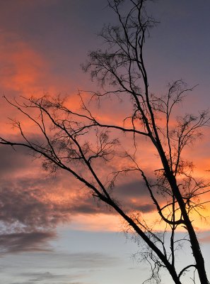 Tree Silhouette  Sunset Sky