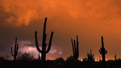 Usery Pass Park - Saguaros  Lightning