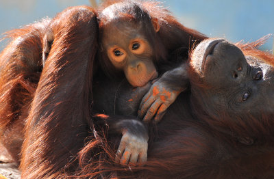 Orangutan - Baby & Mama