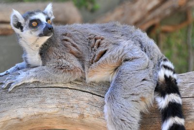 Ringtail Lemur 1