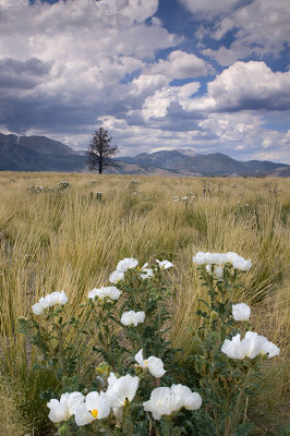 June Lake - Flowers & Grass 1