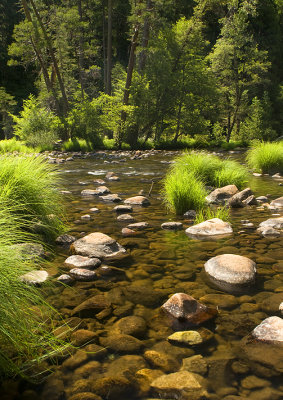 Yosemite NP - Merced River Sunny Morning