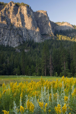 Yosemite NP - Morning Flower Field