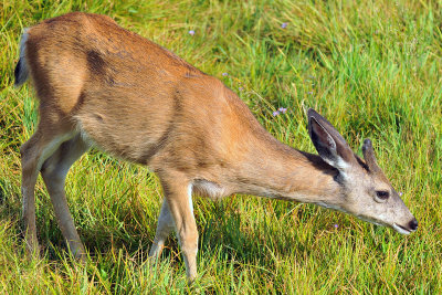 Yosemite NP - Tuolumne Meadows Deer