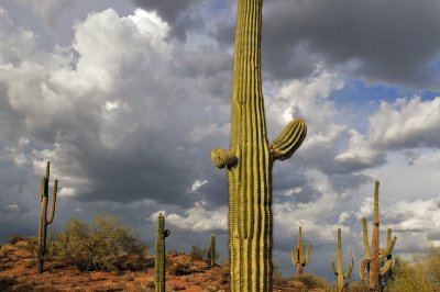 Sonoran Desert - Monsoon Clouds and Saguaros