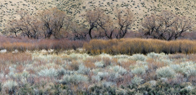 CA - Bishop Grass Textures & Trees