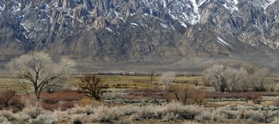 Bishop Mountain Scape