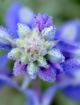 AZ- Dew Covered Lupine 2
