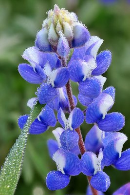 Dew Covered Lupine 5