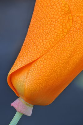 CA - Dew Covered Poppy 2