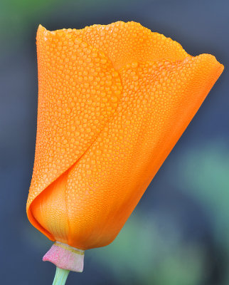 CA - Dew Covered Poppy 5