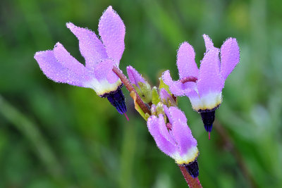 Dew Covered Shooting Stars 1