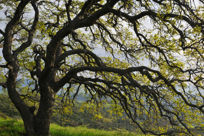 CA - Figuora Mountain Road - Backlit Oak