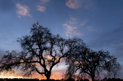 Figuora Mountain Road - Sunset Oak 2