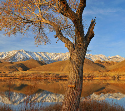 Lake Diaz & Tree Trunk
