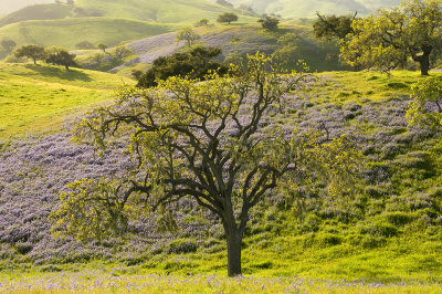 CA - Los Olivos - Lupine Field 3