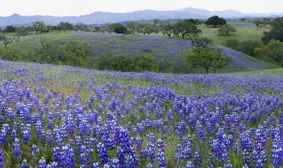CA - Los Olivos - Lupine Field 4