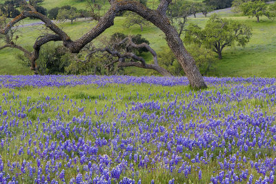 CA - Los Olivos - Lupine Field 5