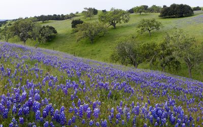 CA - Los Olivos - Lupine Field 6