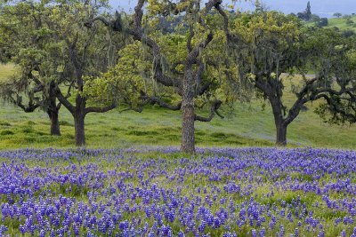CA - Los Olivos - Lupine Field 10
