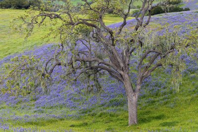 CA - Los Olivos - Lupine Field 9