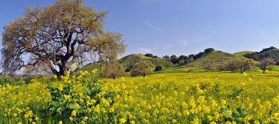 CA - Los Olivos - Mustard Field