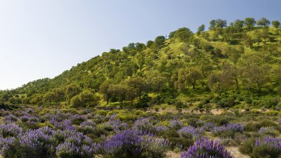Shell Creek - Bush Lupine Field 1