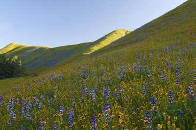 Shell Creek - Lupine & Fiddleneck Field