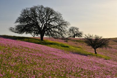 CA - Shell Creek - Shooting Stars Field 2