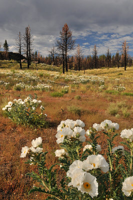 June Lake - Paper Poppies