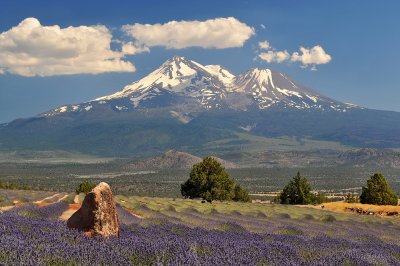 Mount Shasta - Lavendar Field 1