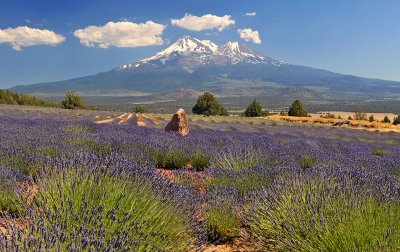 Mount Shasta - Lavendar Field 2