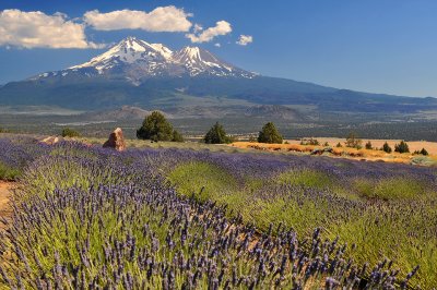 Mount Shasta - Lavendar Field 3