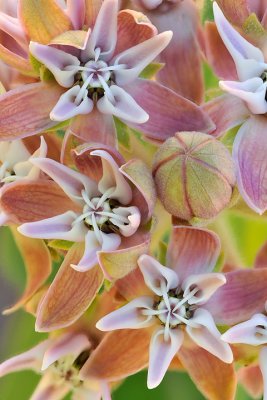Shasta - MilkWeed 1