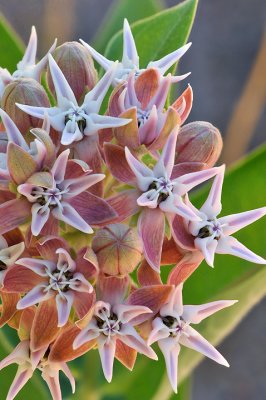 Shasta - MilkWeed 2