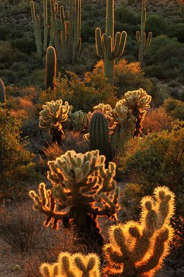 AZ - Four Peaks - Backlit Cactus 3