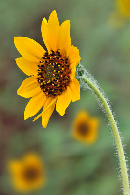 AZ - Watson Lake - Sunflower