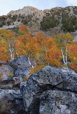 Bishop Creek Canyon Fall Color 1