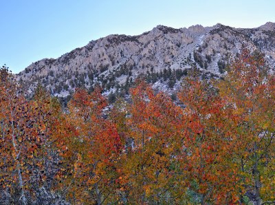 Bishop Creek Canyon Fall Color 2